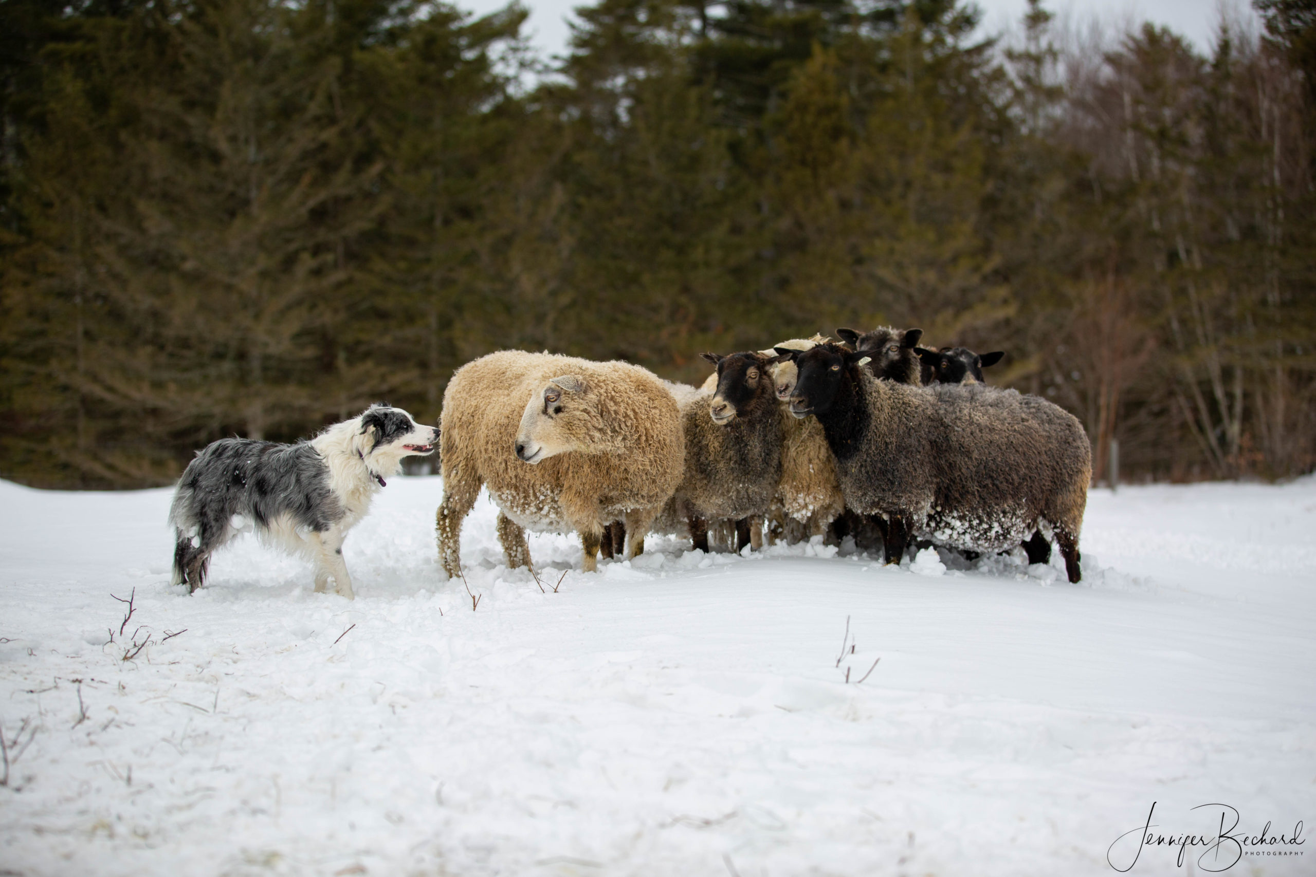 Maine Sheep Herding in the snow